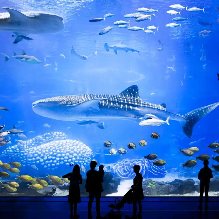 Top 5 Must-Do’s at Chimelong Ocean Kingdom (When Staying at the Penguin Hotel!)